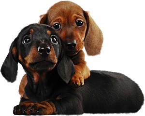 sausage dog puppies